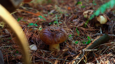 Boletus edulis, un portento gastronómico