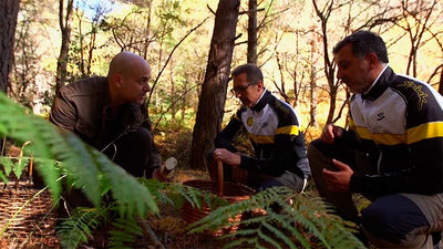 El Encantador de Setas: Boletus edulis en Braojos