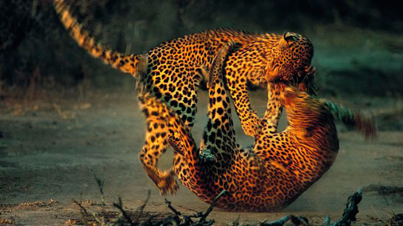 Llega a Madrid la exposición de naturaleza más prestigiosa, 'Wildlife Photographer of the Year'