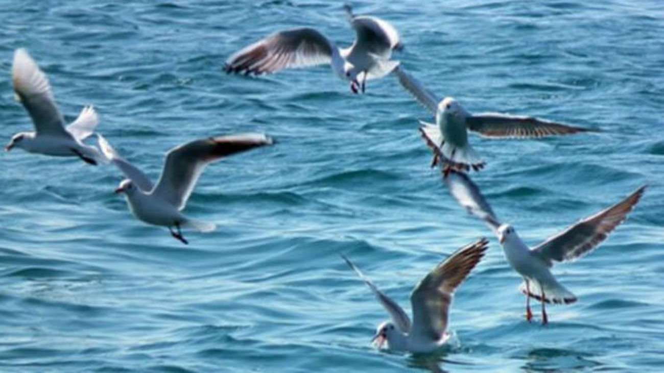 Las aves marinas comen plástico porque su olfato lo confunde con alimento