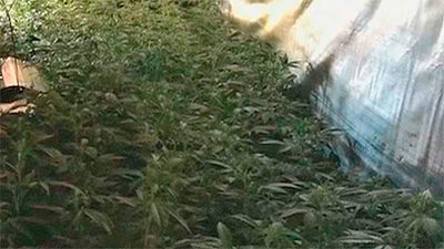 La Guardia Civil desmantela una plantación de marihuana en Gargantilla de Lozoya