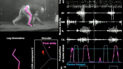 Monos con parálisis logran caminar gracias a una nueva tecnología