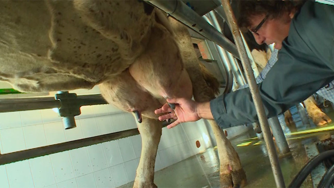 Navalafuente: Pura leche de vaca