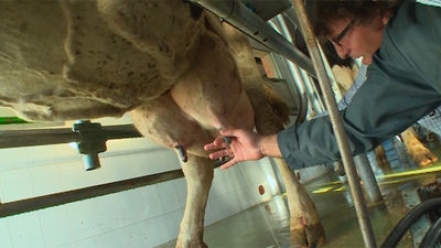 Navalafuente: Pura leche de vaca