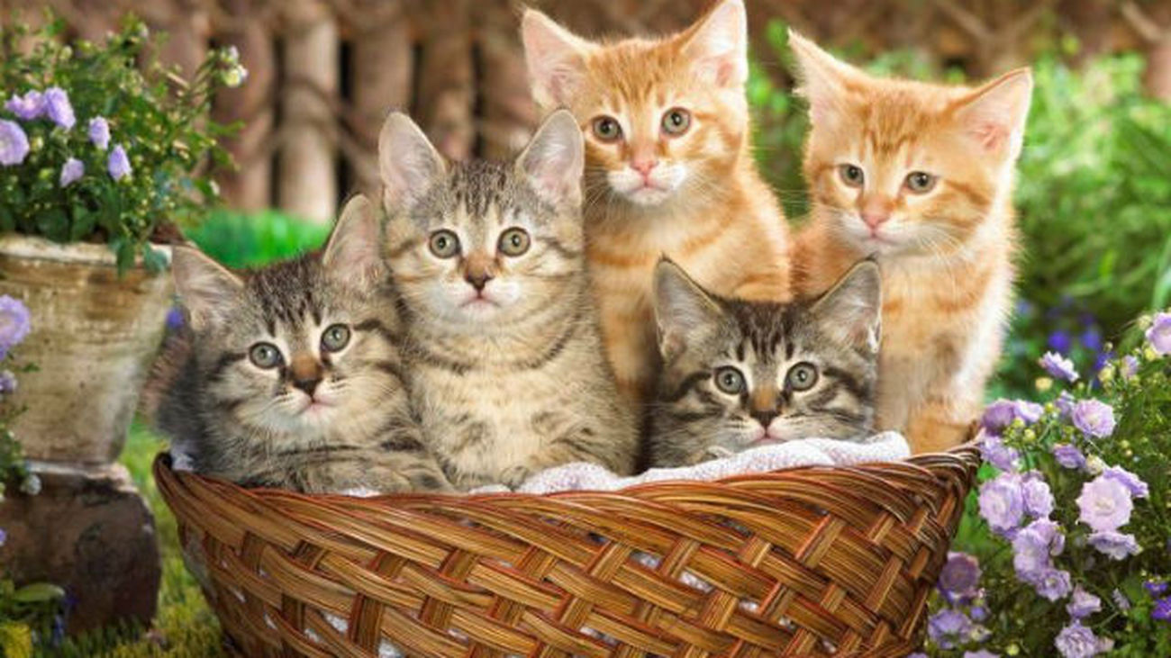 Exhibición de los gatos más exóticos en Alcalá de Henares