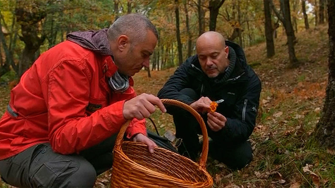 Seta que no has de coger, déjala crecer