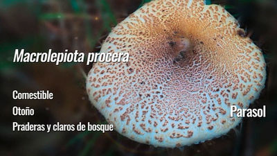 Macrolepiota, un gigante en la pradera