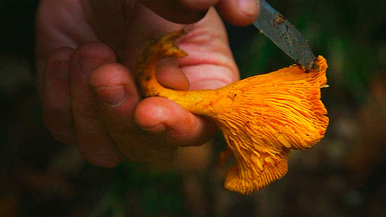 Rebozuelo, el tesoro naranja