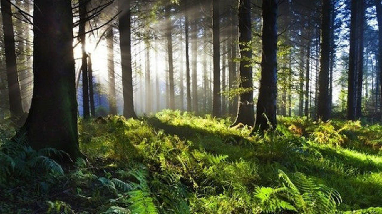 La mortalidad de los bosques puede tener efectos que rebotan a ecosistemas lejanos