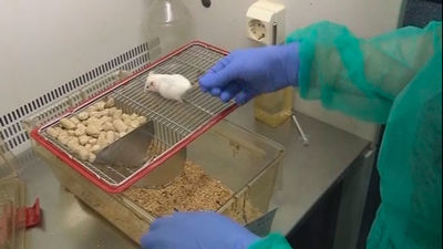 Una nueva técnica genética corrige parcialmente la ceguera en ratones