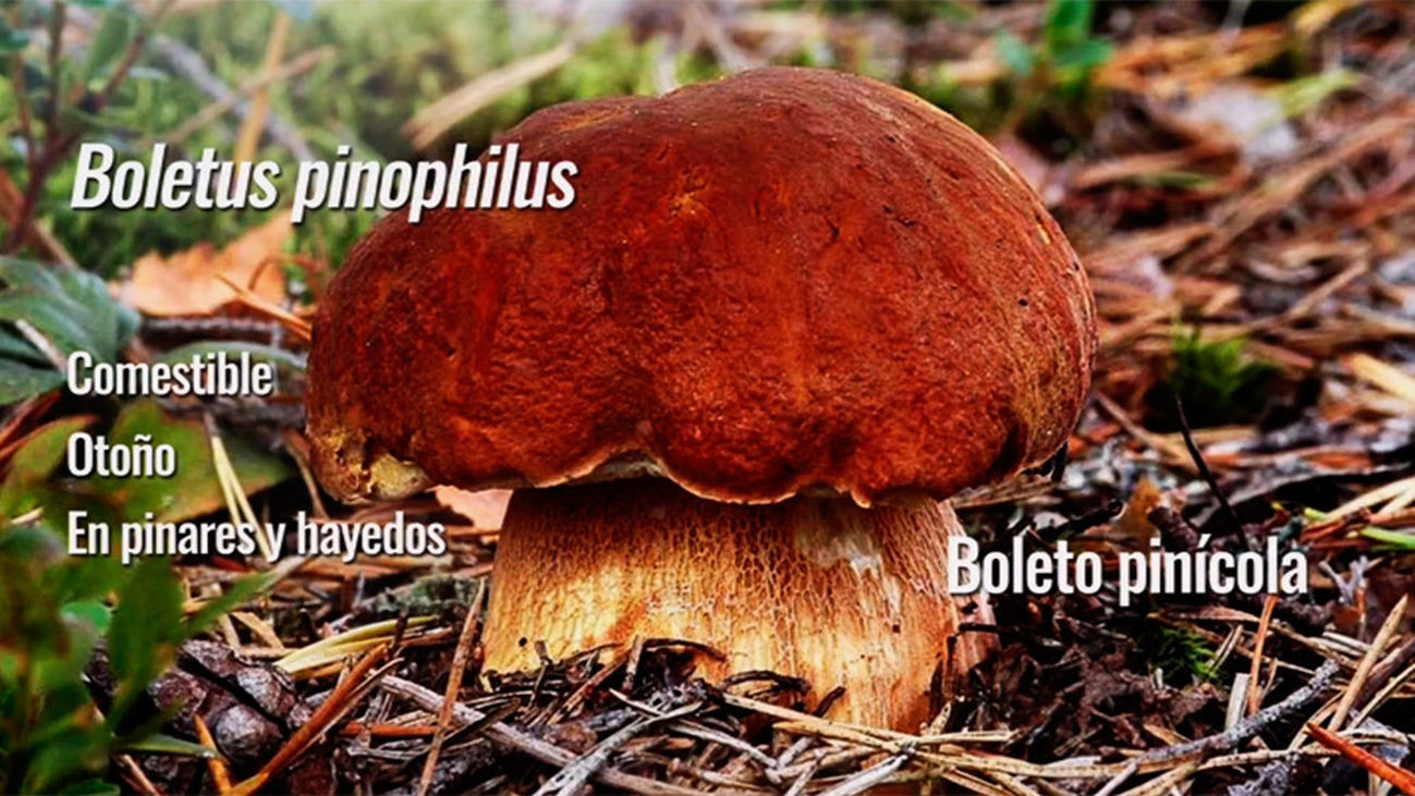 Boletus pinícola, el hongo de los pinos