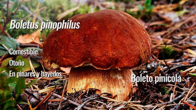 Boletus pinícola, el hongo de los pinos