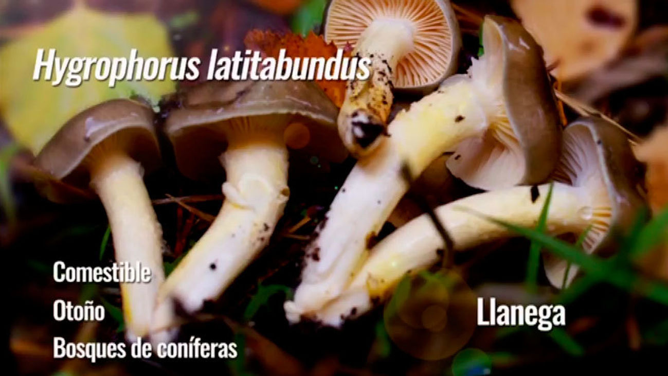 Llanega, una joya en la cocina