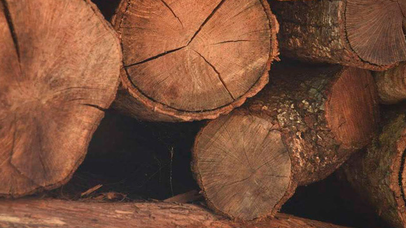 Varios troncos de leña