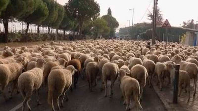 Las 'ovejas-bombero' regresan a Boadilla del Monte