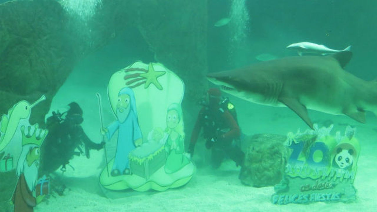 Zoo Aquarium de Madrid instala su tradicional Belén de tiburones
