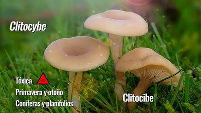 Clitocibe, pequeña pero matona