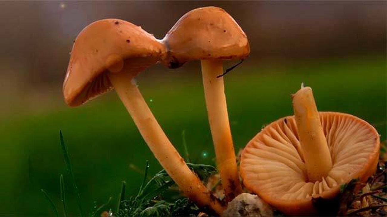 Senderuelas, pie flexible y perfectas para desecar