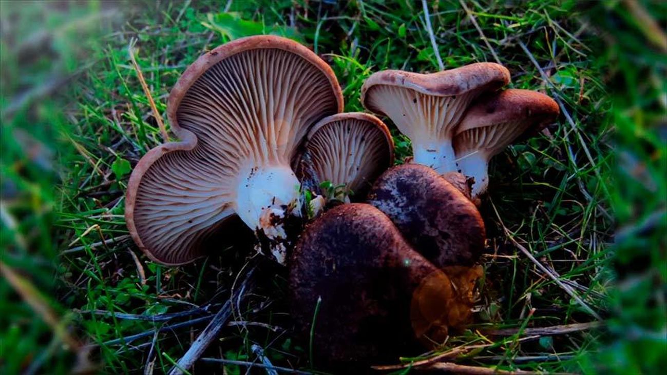 Seta de cardo, el manjar de lo sencillo