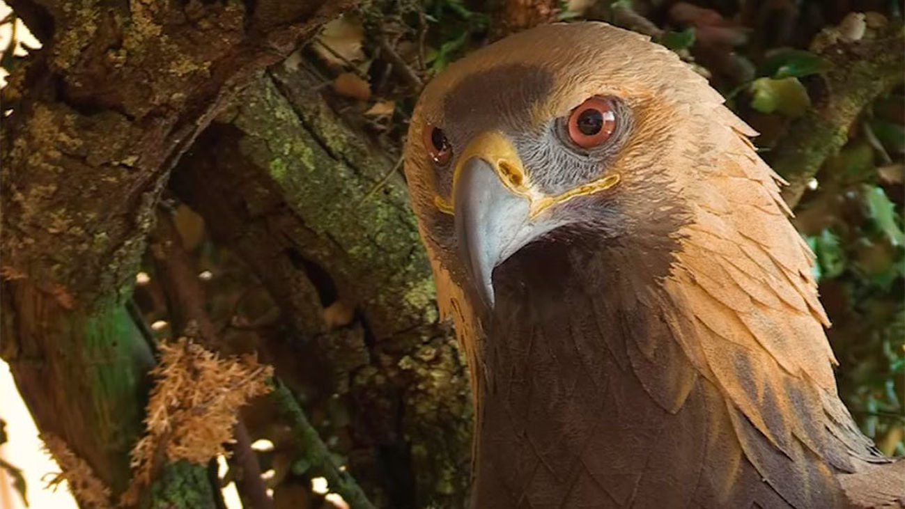 Chapinería: Centro de Interpretación El Águila