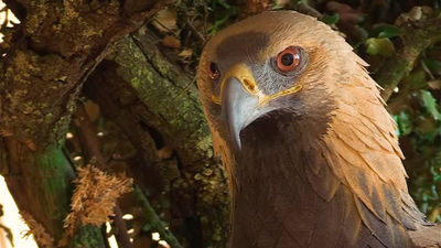 Chapinería: Centro de Interpretación El Águila