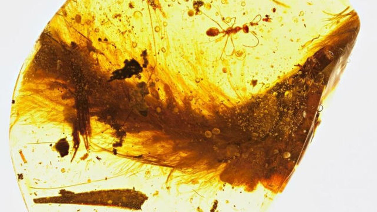 Encuentran una cola de dinosaurio de hace  99 millones de años conservada en ámbar