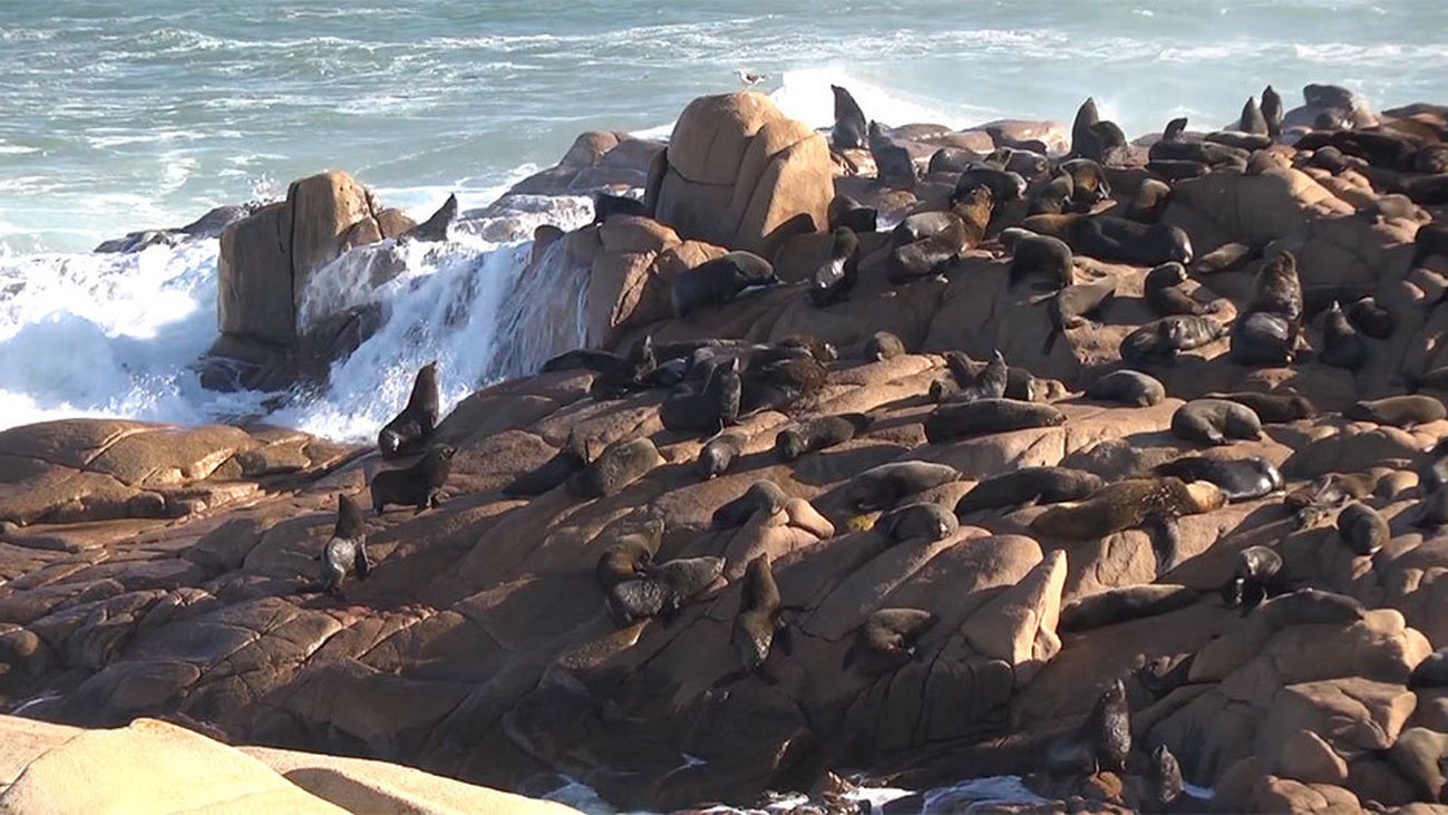 Cabo Polonio, la casa de los lobos marinos