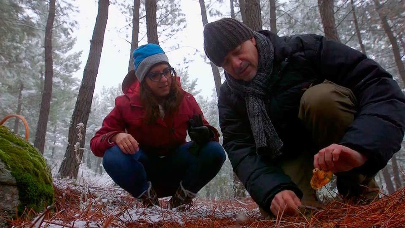 El Encantador de Setas: Níscalos en Bustarviejo