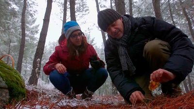 El Encantador de Setas: Níscalos en Bustarviejo