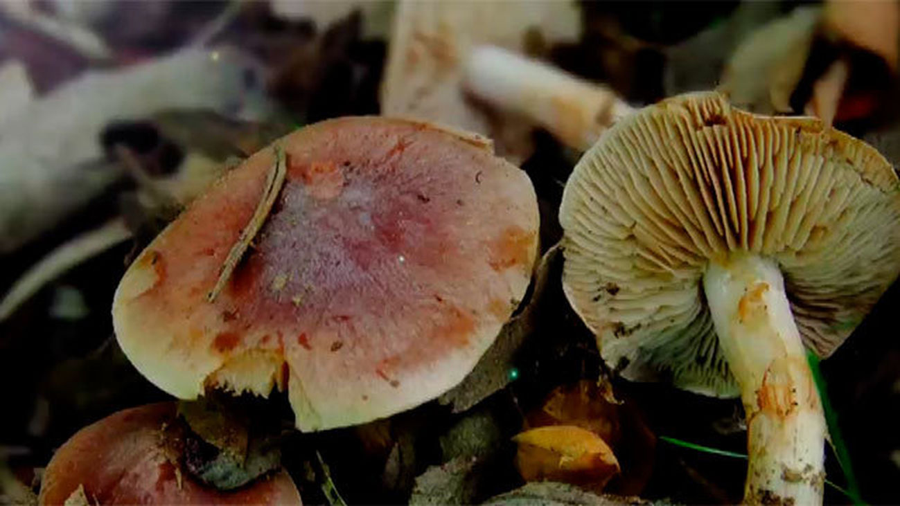 Hebeloma, un género tóxico muy común