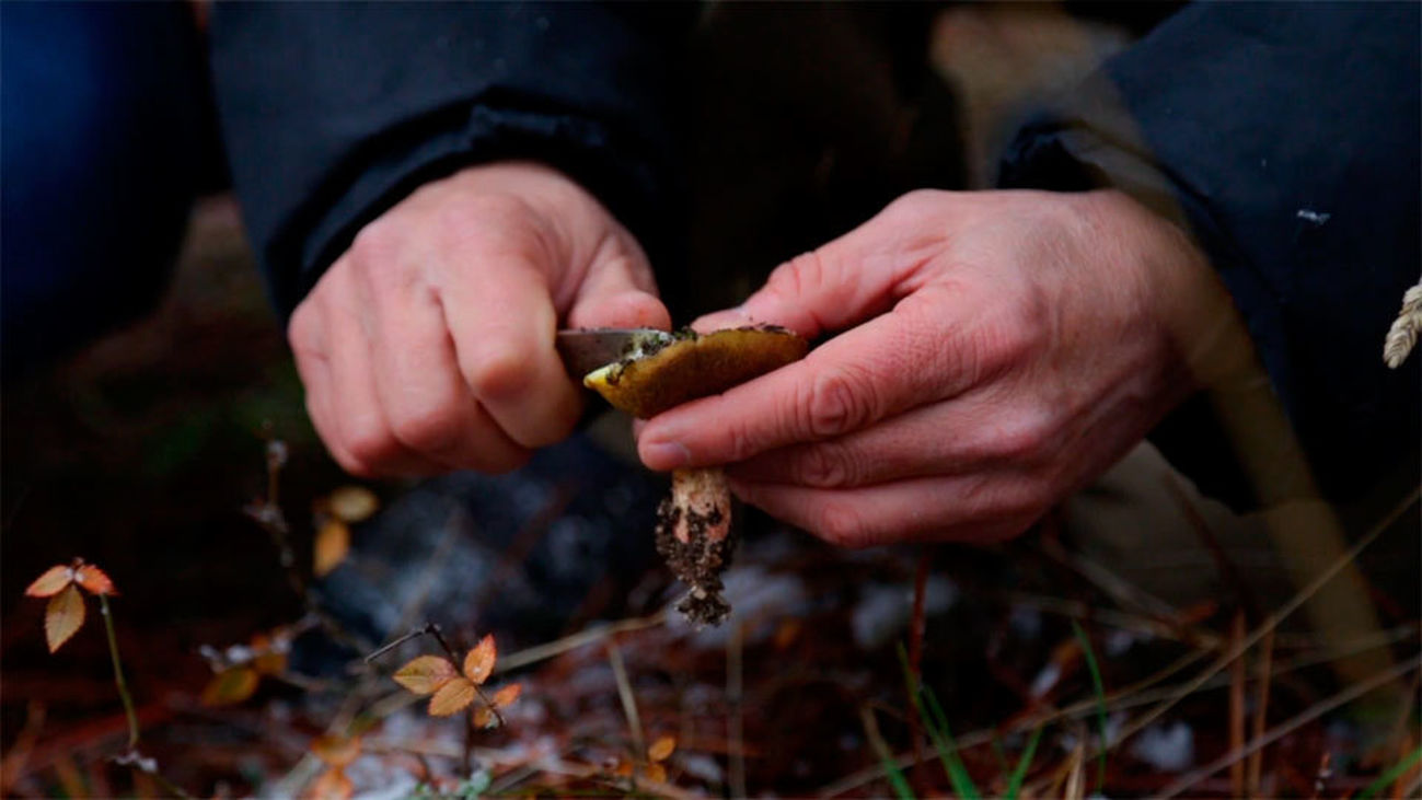 Suillus, el primo pobre del boletus