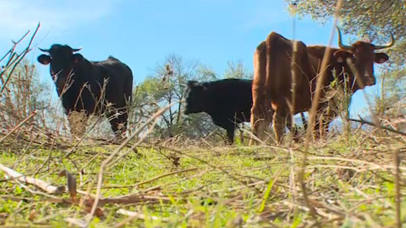 Collado Mediano: Las vacas actrices de los 'De Miguel'