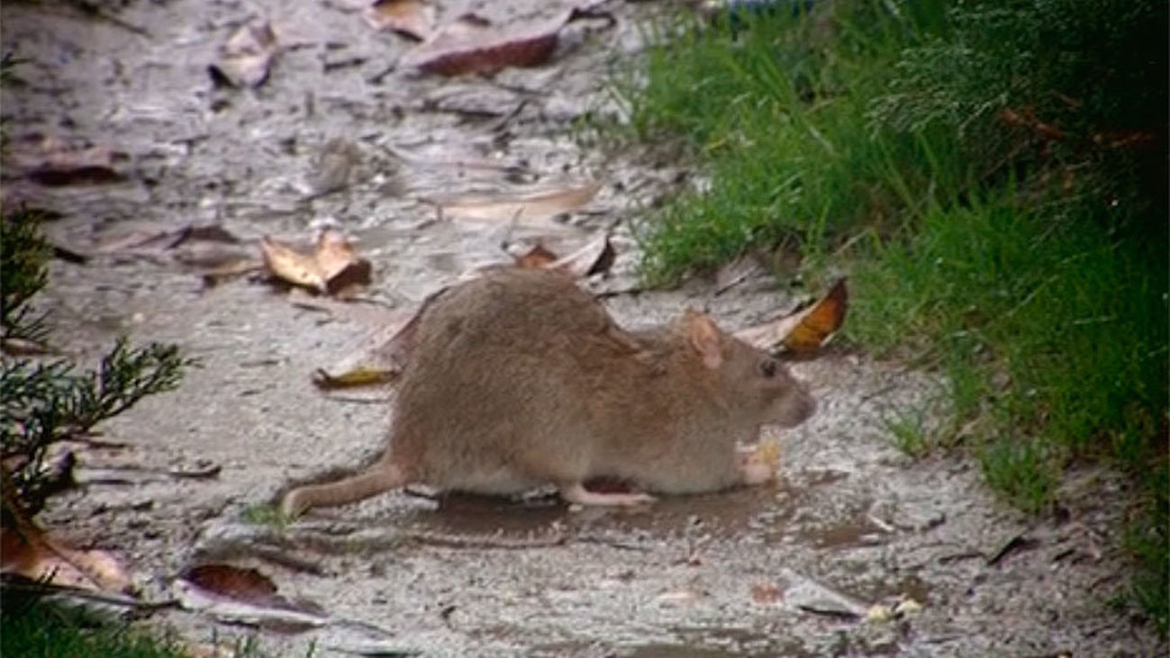 Las ratas toman Ciudad Lineal