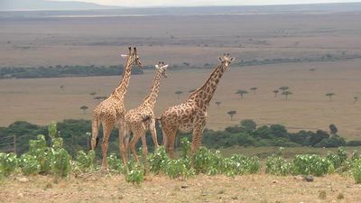 Kenia, la fauna más bella del mundo