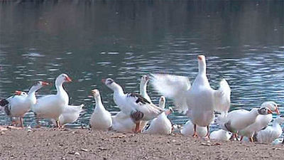 Confirmado un foco de gripe aviar en 100 aves en un parque de Leganés