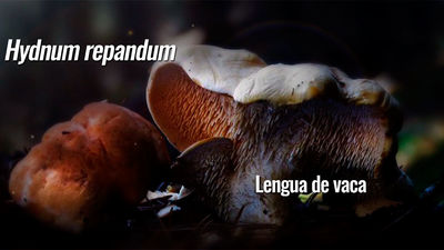Lengua de vaca (Hydnum repandum)
