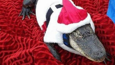 Florida permite a mujer convivir en su casa con un cocodrilo