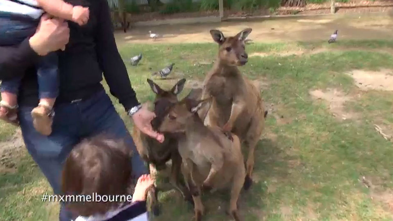 Canguros y koalas 100% australianos