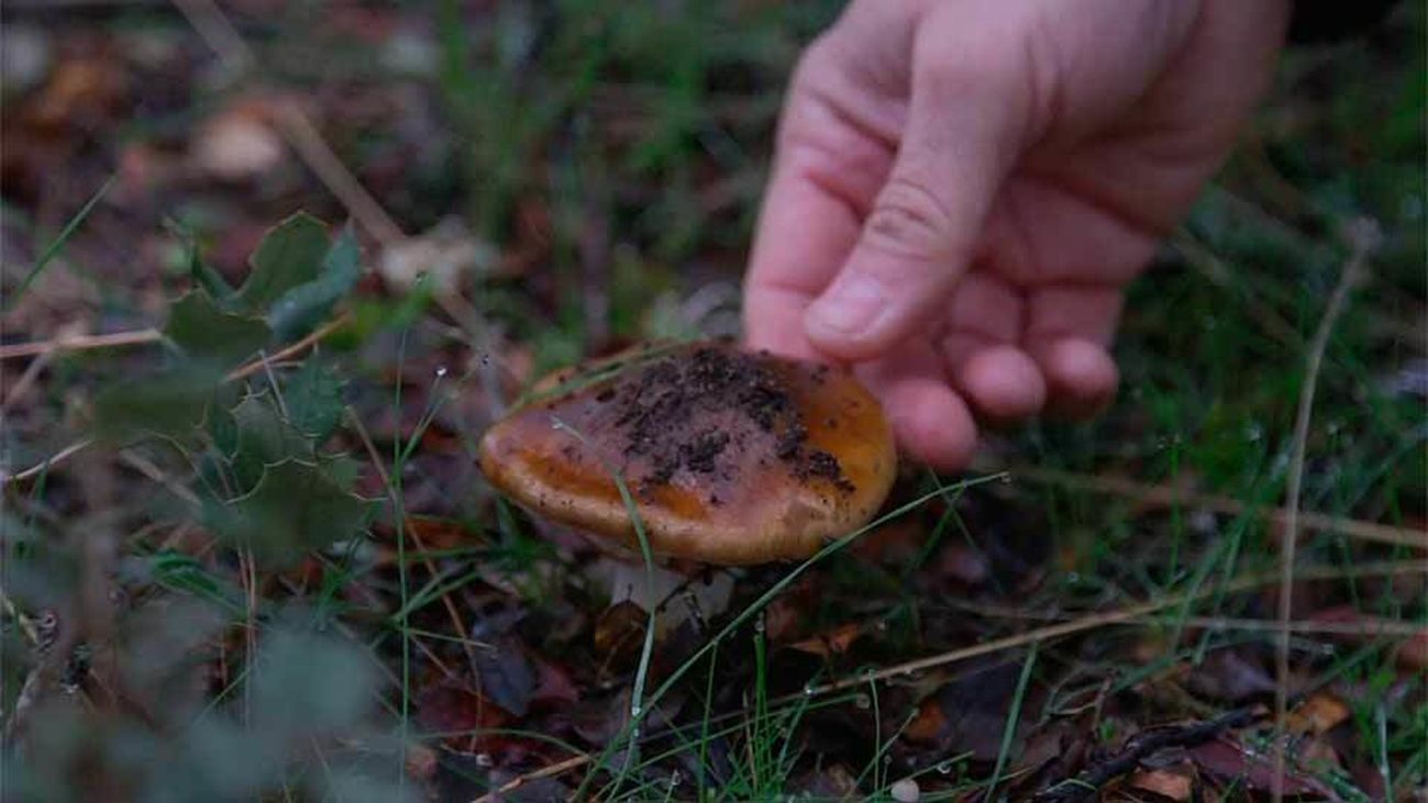 Cortinarius, un género abundante y generalmente tóxico