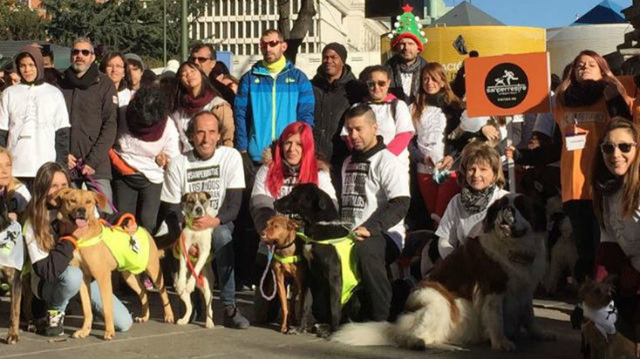 Casi mil perros participan en la VI edición de la "San Perrestre" en Madrid