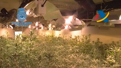 Intervenidas más de 17.000 plantas de marihuana a una red dirigida por chinos