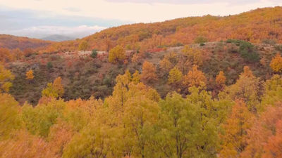 Robregordo: La acebeda más grande la Comunidad de Madrid