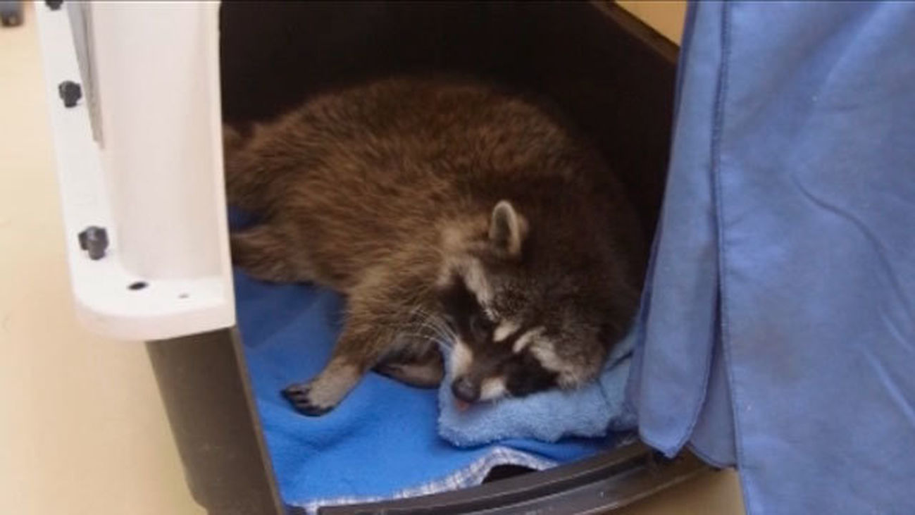 Animalia: Un mapache que tiene que ir al dentista