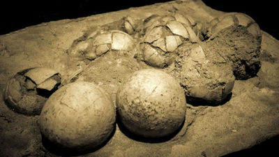 Los huevos de dinosaurio tenían un periodo de incubación de 3 a 6 meses