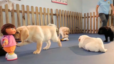 Animalia: Así se entrenan los perros lazarillos