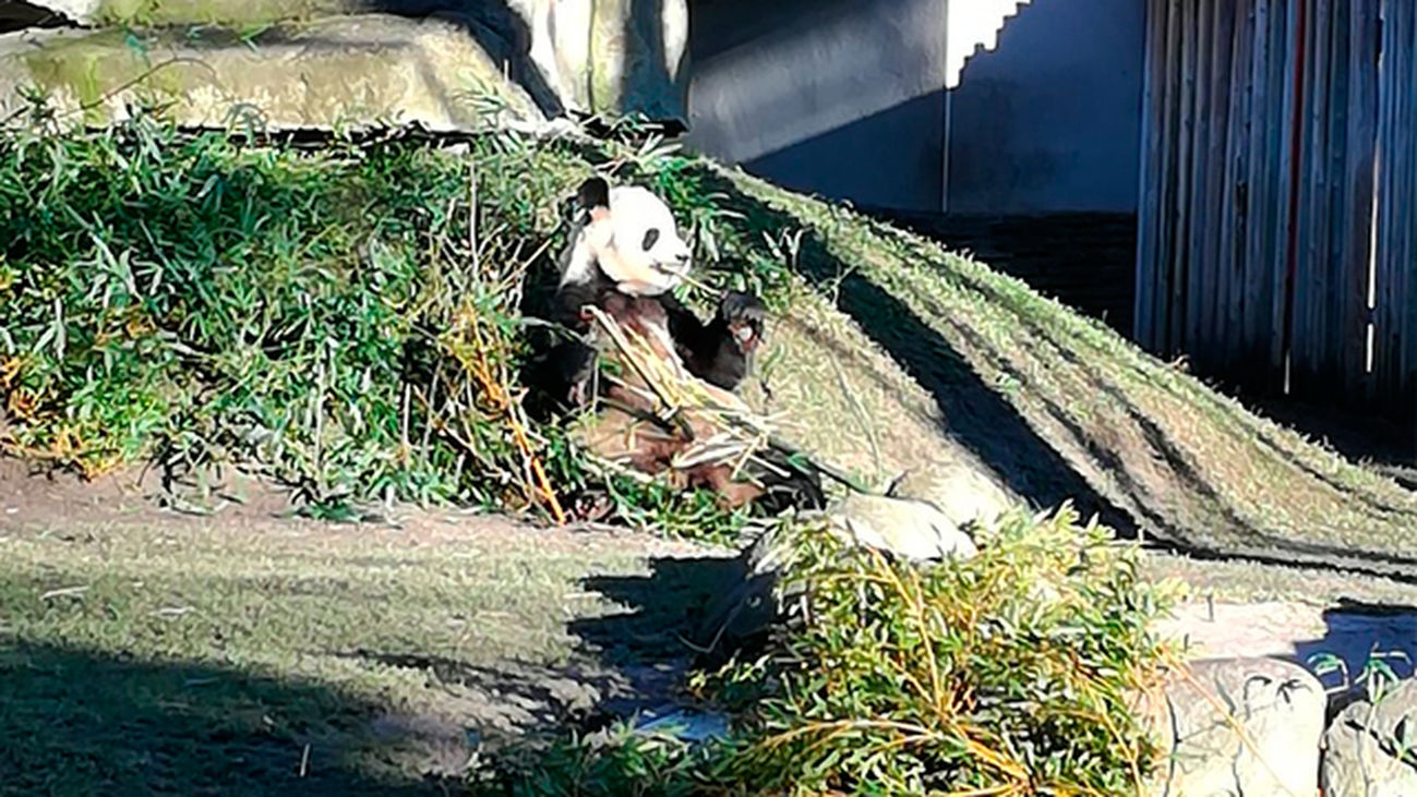 El Zoo presenta en sociedad a la primera hembra de oso panda gigante nacida en Madrid