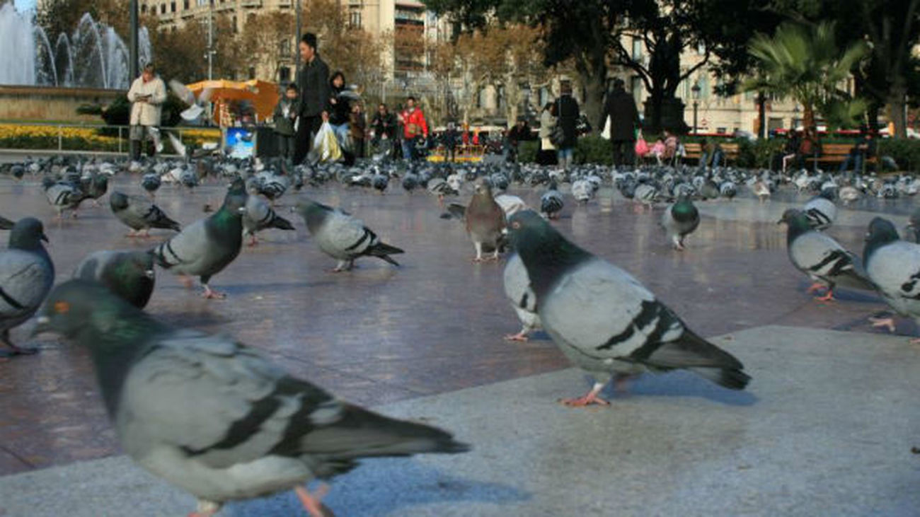 Contrae fibrosis pulmonar por inhalar partículas en suspensión de excrementos de palomas