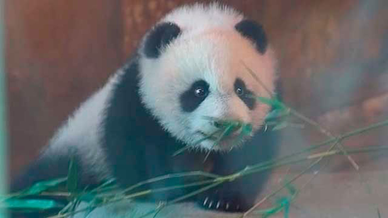Chulina, la cría de panda es presentada en sociedad en el Zoo