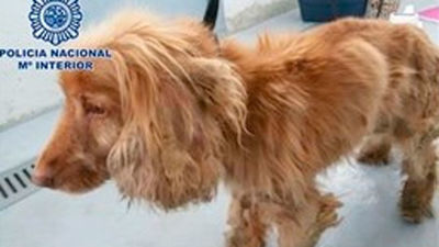 La Policía rescata a un perro con desnutrición severa en el barrio de Salamanca