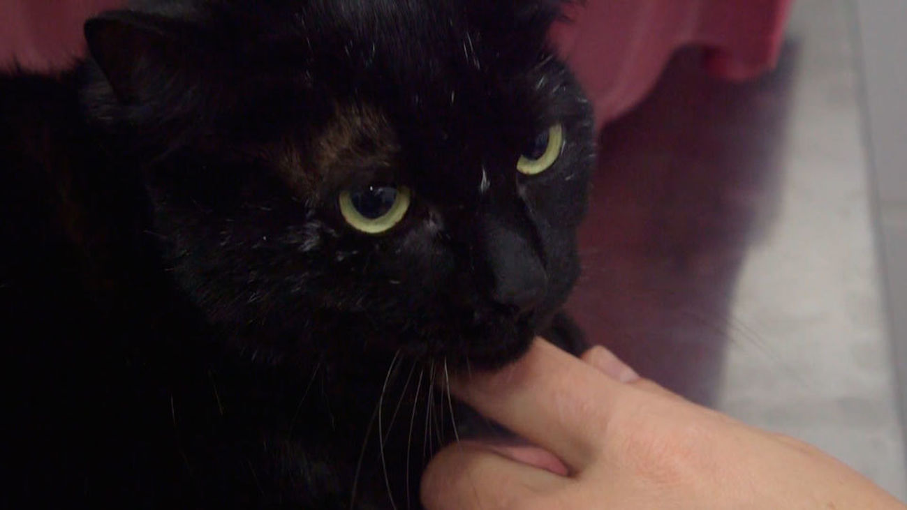 Animalia: Sasha y sus problemas estomacales